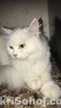 Persian female cat (পার্সিয়ান মেয়ে বিড়াল)